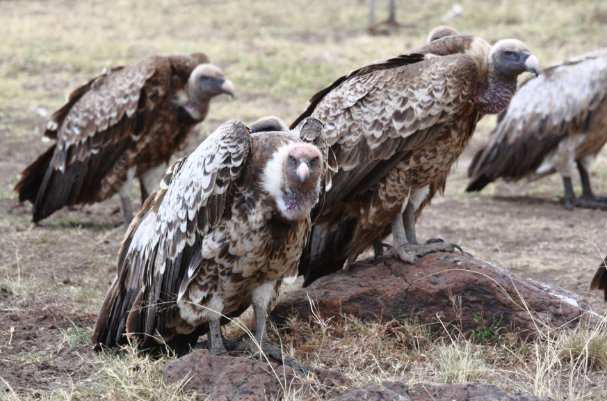 Rüppell's Griffon Vulture