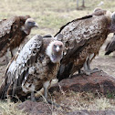 Rüppell's Griffon Vulture