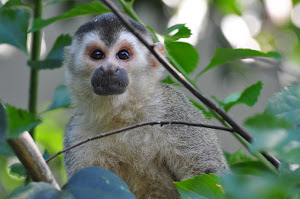 A Central American Squirrel Monkey near Quepos, Costa Rica.