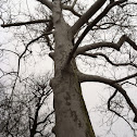 White sycamore tree