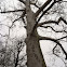 White sycamore tree