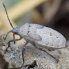 Squash Bug, (nymph).