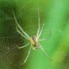 Filmy dome spider