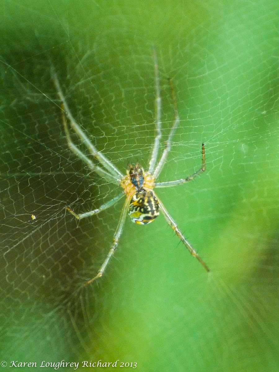 Filmy dome spider
