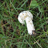 Hypomyces chrysospermus (on Boletus chrysenteron)