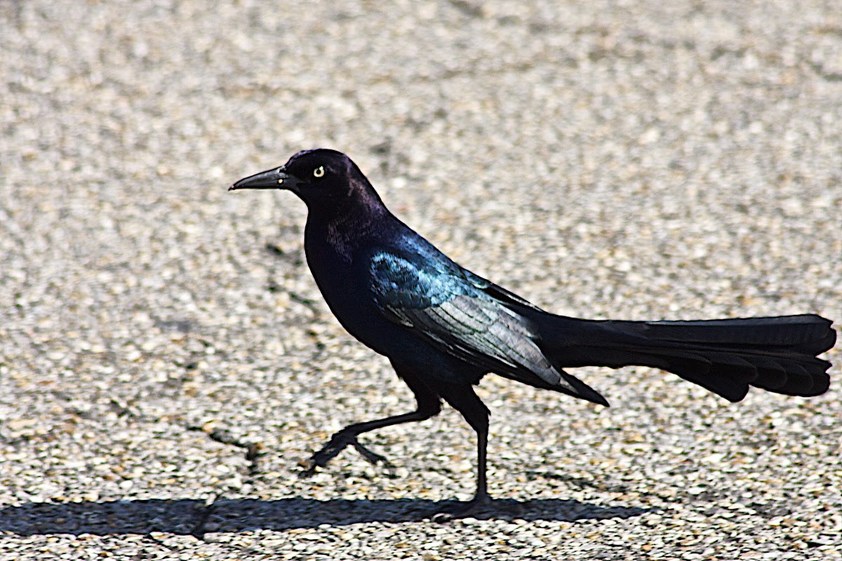 Boat-tailed Grackle (male)