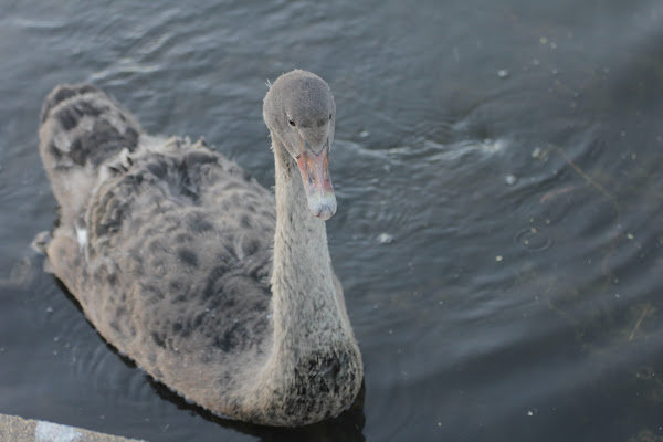 Black Swan (Cygnet/swanlings) | Project Noah