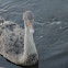 Black Swan (Cygnet/swanlings)