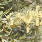Web pollen highlited