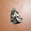 Ragweed Flower Moth