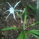 Carolina Spider-Lily