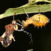 Assassin Bug nymph eating an Ambush Bug