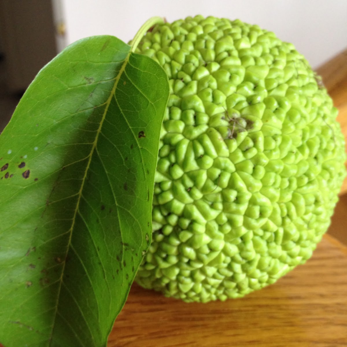 Osage Orange Tree