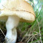 Mystery Mushroom A - Young Specimen