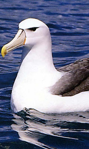 Albatross Live Wallpaper Free