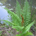 fern