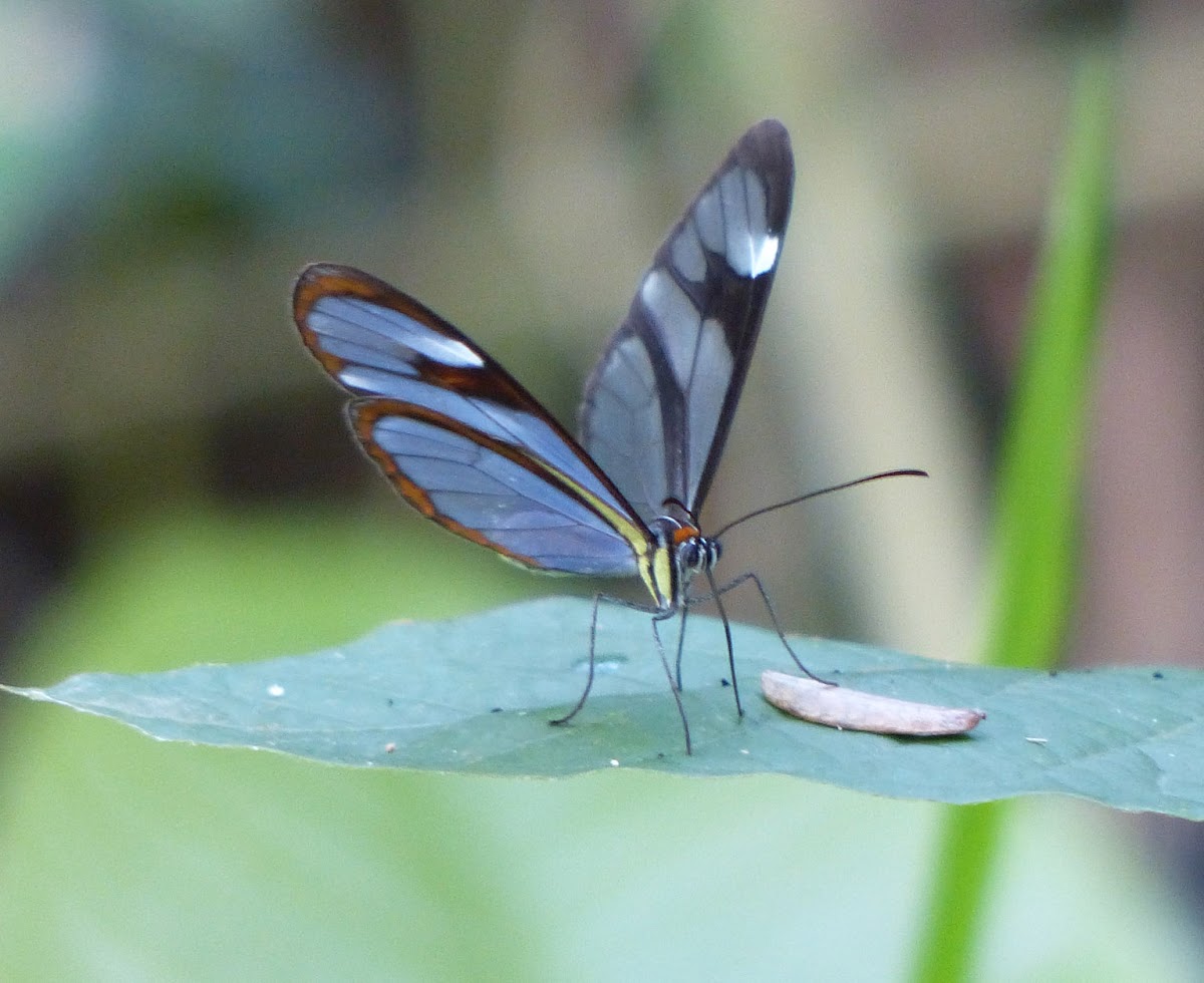 Glasswing Butterfly