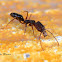 Trap jaw ants