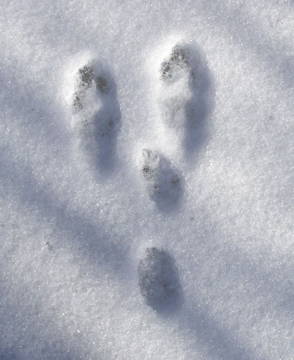 Snowshoe Hare (tracks)
