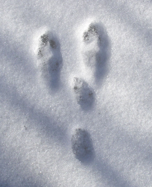 Snowshoe Hare (tracks) | Project Noah