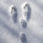 Snowshoe Hare (tracks)