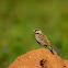 Ashy crowned sparrow lark