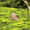 Crested serpent eagle