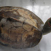 Indian Tent Turtle
