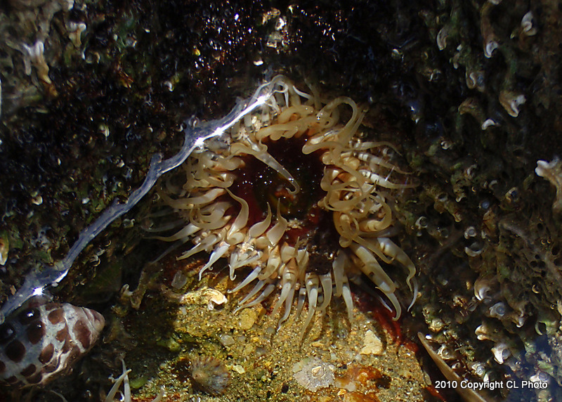 Oulactis Anemone