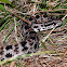 Dusky pygmy rattlesnake