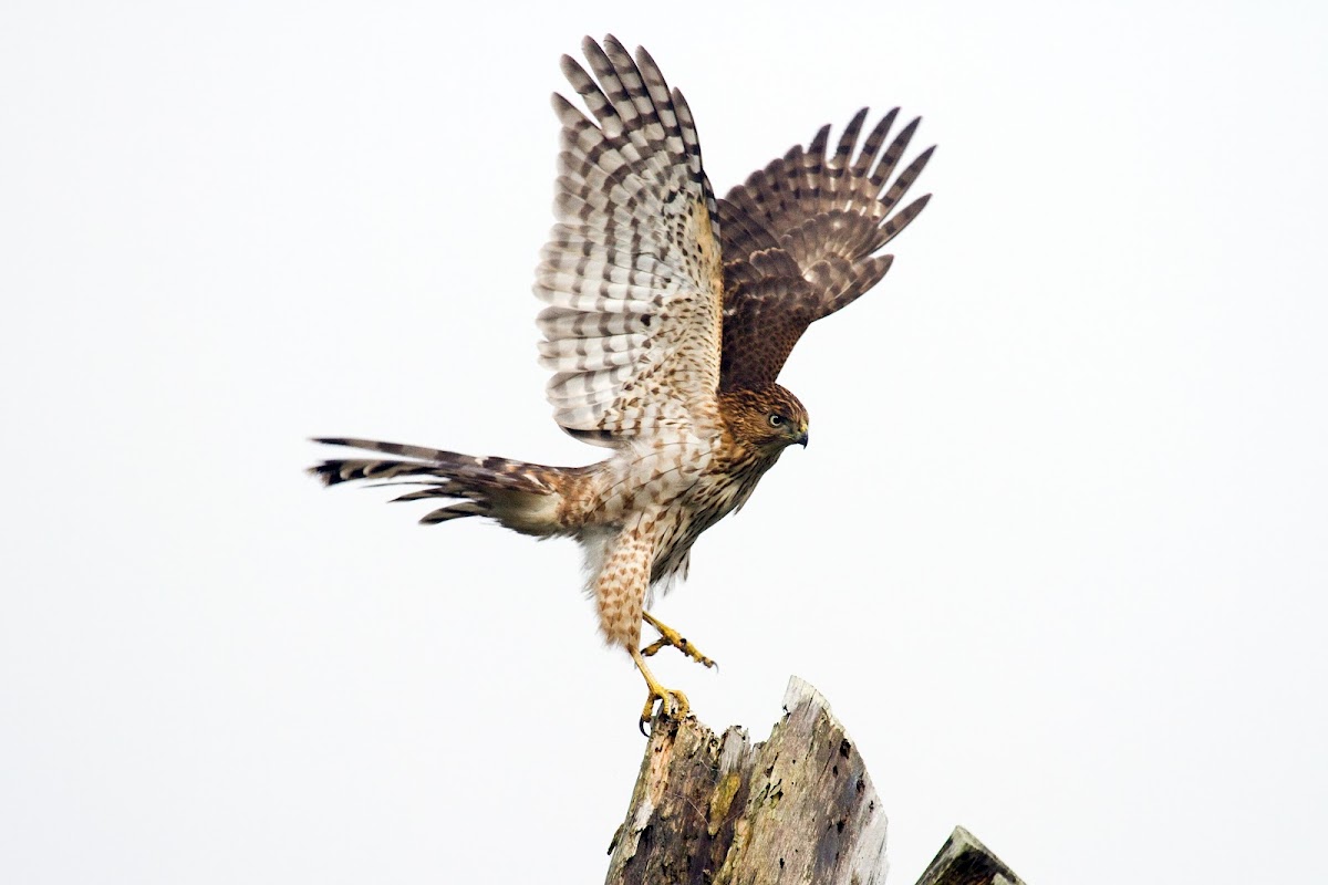 Cooper's Hawk (Juvenile)