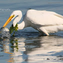 GREAT EGRET