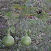 Calabash (bottle gourd or birdhouse gourd)