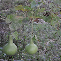 Calabash (bottle gourd or birdhouse gourd)