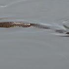Plain-bellied Watersnake