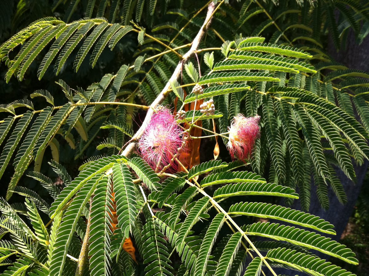 Persian silk tree
