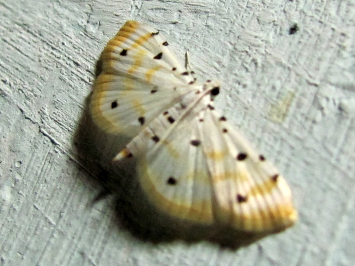 Crambidae, Spilomelinae