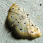 Crambidae, Spilomelinae