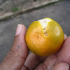 Calamondin / Calamansi / calamonding, calamandarin, golden lime, Panama orange, Chinese orange, acid orange