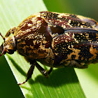 Mango scarab beetle