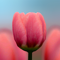 3D Tulip Live Wallpaper logo