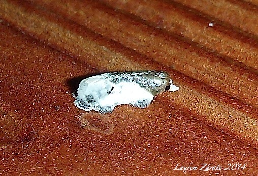 Micro-Lepidopteran Bird Dropping