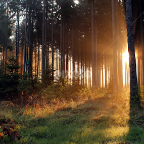 Sunbeams  by Milan Horejsi - Landscapes Forests