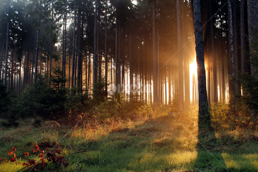 Sunbeams  by Milan Horejsi - Landscapes Forests