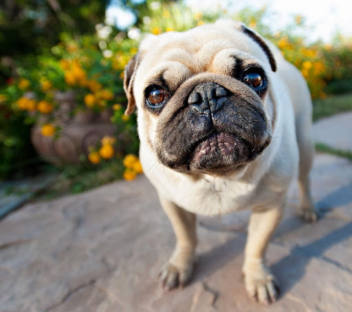 Pug Wallpapers HD