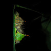 Unicorn Caterpillar Moth