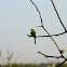 Green-winged Pytilia