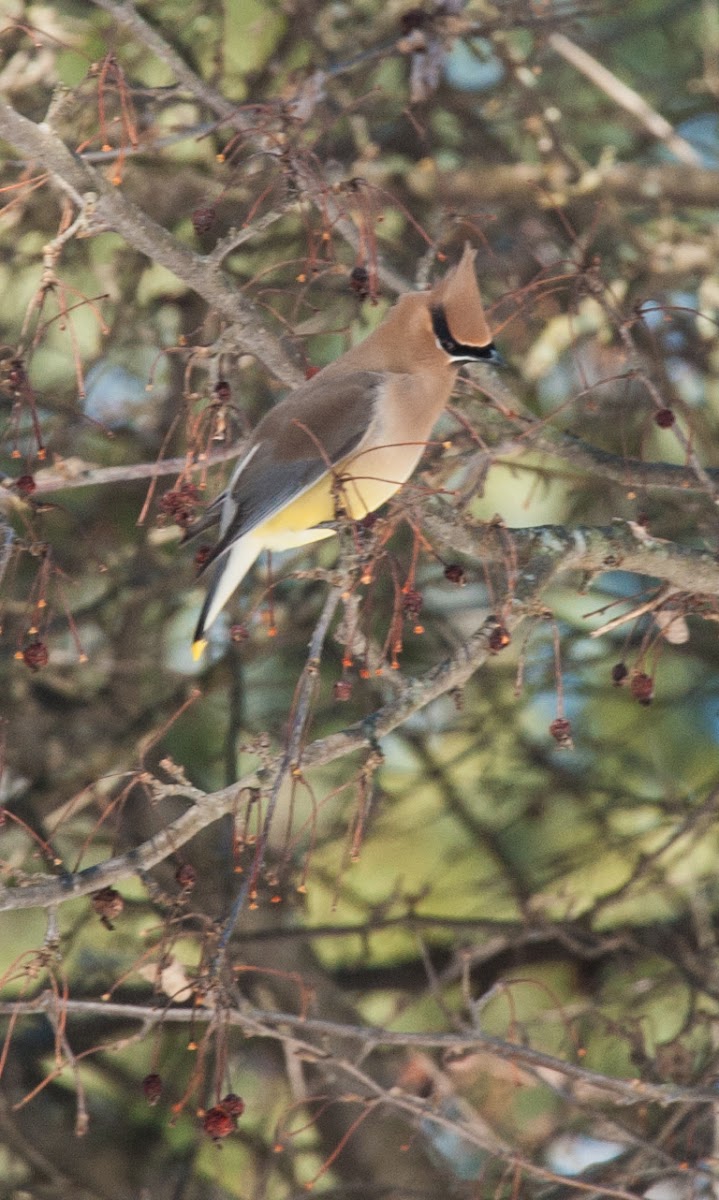 Cedar Waxwing