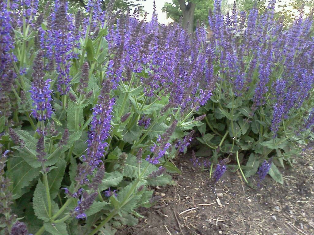  Purple  Salvia