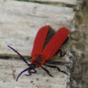 Golden Net-wing Beetle